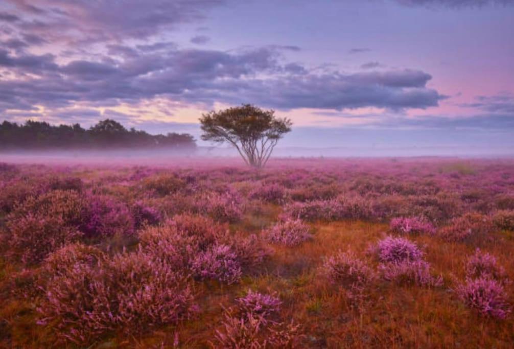 Veluwe Boutique Lodge プッテン エクステリア 写真